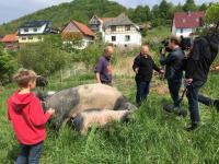 Gö Jona u Schäfer Hutewald mit HRfernsehen und Schweinen