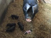 Muttersau Angler Sattelschwein Heidi  passt gut auf ihre Ferkel auf...